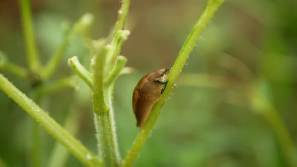Spanish Slug Pest Arion Vulgaris Snail Parasitizes on Common Sunflower Leaves Helianthus Annuus Leaf