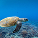 Hawksbill sea turtle swimming along the coral reef - PhotoDune Item for Sale