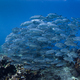 School of bigeye trevally (Caranx sexfasciatus) underwater - PhotoDune Item for Sale