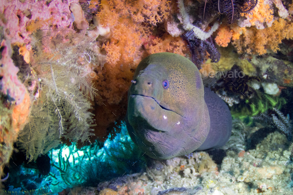 Giant moray eel (Gymnothorax javanicus) surrounded by colorful soft corals - Stock Photo - Images