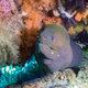 Giant moray eel (Gymnothorax javanicus) surrounded by colorful soft corals - PhotoDune Item for Sale