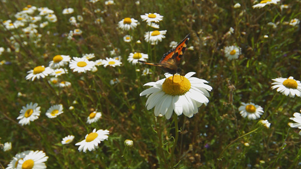 Butterfly On Flower