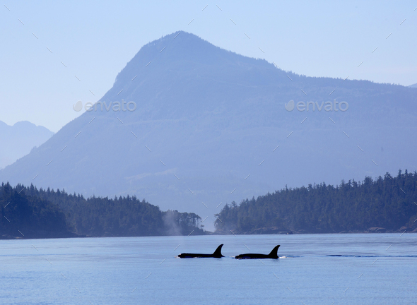 Two whales in a bay, mountains in the distance.