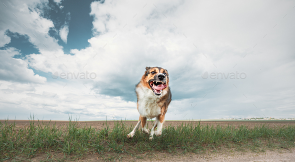 Angry Aggressive Mad Dog Running On Camera