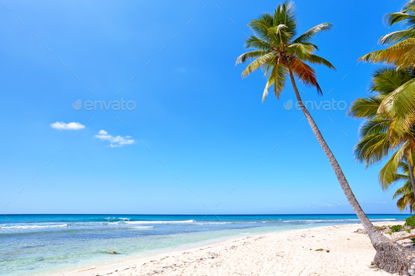 Tropical beach with palm - Stock Photo - Images