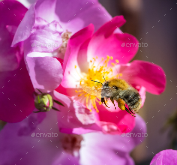Bumblebee flying to a pink rosea flower blossom - Stock Photo - Images