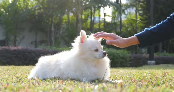 Woman Touching on Her Dog in The Park alt