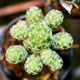 Closeup top green small cactus plant - PhotoDune Item for Sale