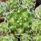 Closeup top green small cactus plant - PhotoDune Item for Sale