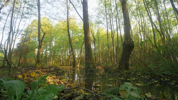 Trees Among the Water in Mysterious Mirror Pond, Beaver Backwater alt