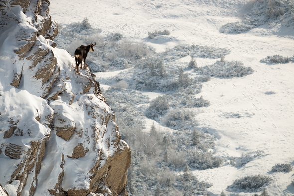 Tatra chamois climbing rocky mountainside covered with snow and