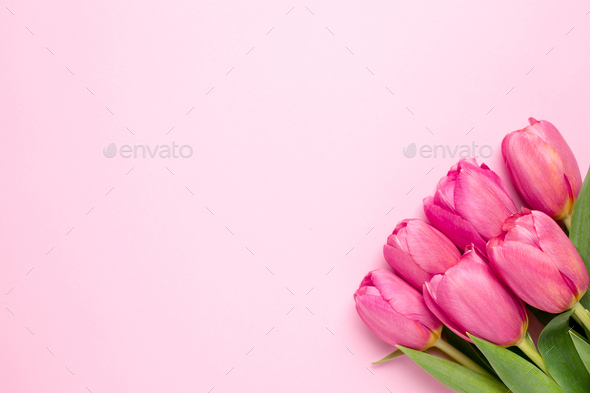 Pink flowers tulips on a pink background - Stock Photo - Images
