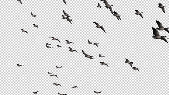 Flock of Geese - Flying Transition V - Large Skein