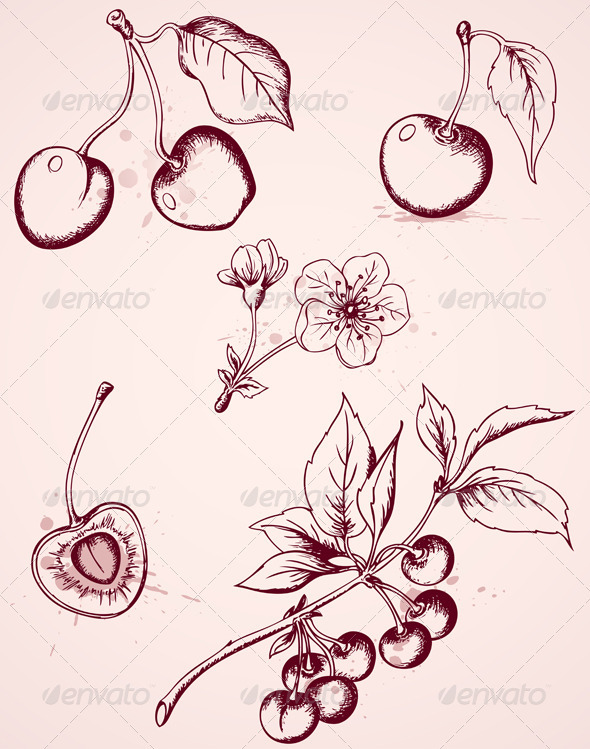 Hand Drawn Vintage Cherry - Food Objects