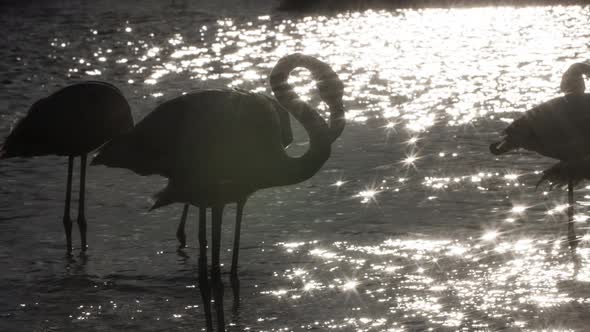 Flamingo Bird Nature Wildlife Reserve Carmargue Lagoon alt