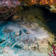 Wobbegong shark or carpet shark sleeping under the coral - PhotoDune Item for Sale