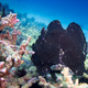 Black giant frogfish sitting on a coral - PhotoDune Item for Sale