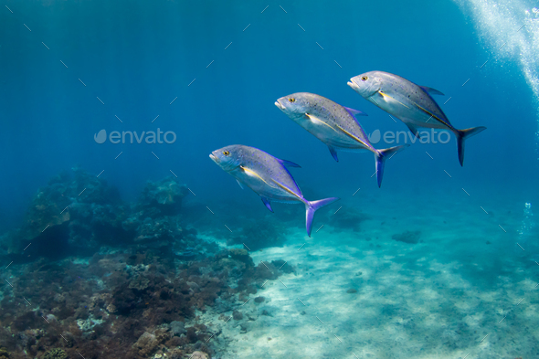 Three bluefin trevally fish (Caranx melampygus) swimming in clear blue water - Stock Photo - Images
