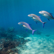 Three bluefin trevally fish (Caranx melampygus) swimming in clear blue water - PhotoDune Item for Sale