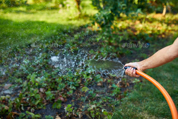 Woman hand watering the plants in the garden