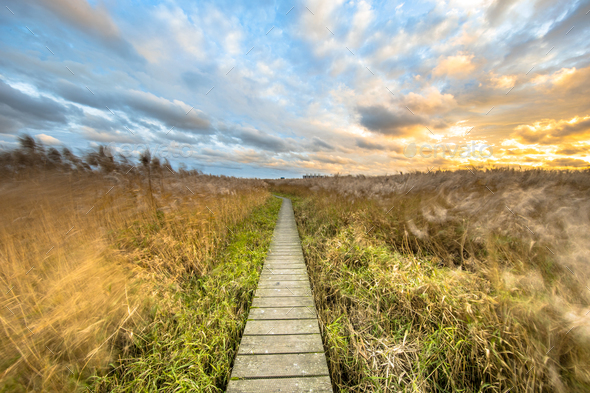 Wooden Walkway Through Tidal Marsh Stock Photo By Creativenature Nl