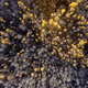 Aerial view of canopy of birch tree forest. Above drone view - PhotoDune Item for Sale