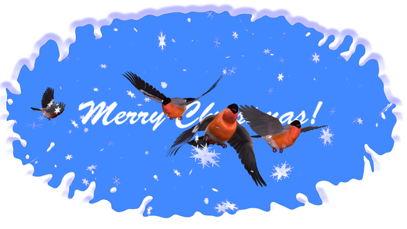 Merry Christmas - Greeting Card - Bullfinches In Snowfall