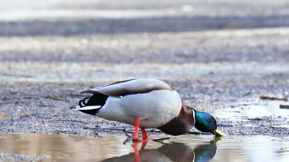 A male duck drinks water from a puddle. Beautiful drake close-up.