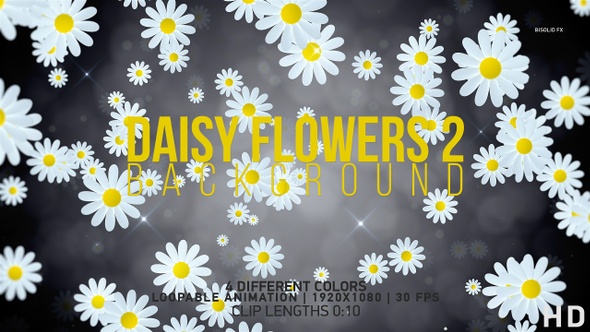 Daisy Flowers Backgrounds 2 alt