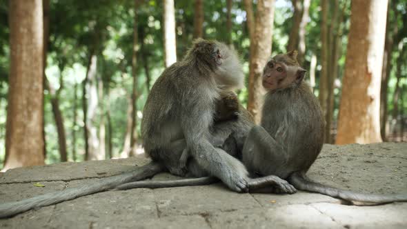 monkey in the jungle, monkey eats alt