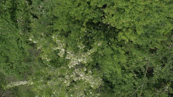 Tree Black locust Robinia pseudoacacia in flower 4K aerial footage