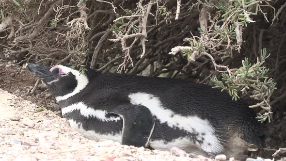 Penguin waking up in Punta Tombo nature reserve  alt