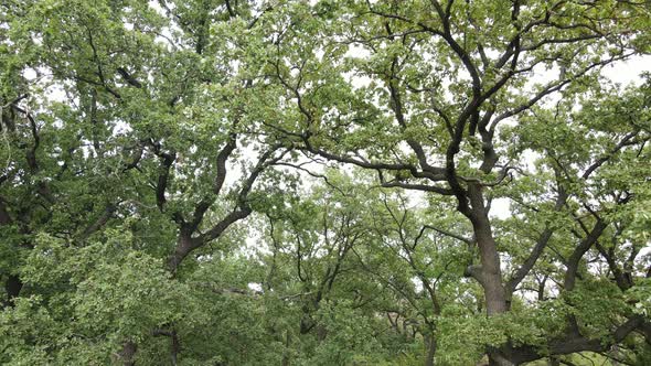 Aerial View of Green Forest in Summer. Ukraine. Slow Motion alt