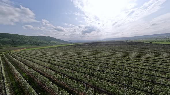 Shooting From Helicopter Apple Tree Plantation Tractor Spraying Poison to Flowers From Pests alt