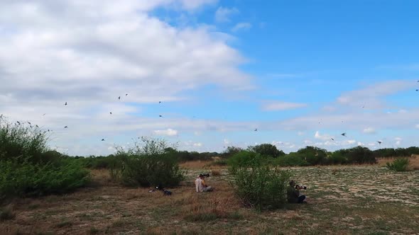 The Southern Carmine Bee-eater colony during the summer month of October along the Zambezi river nea alt