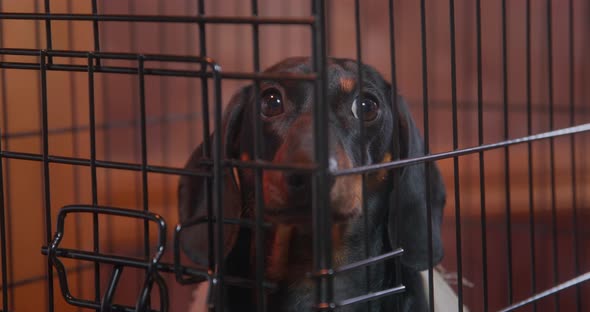 Portrait of Sad Dachshund Puppy Sitting in Cage and Carefully Looking Around Waiting for It to Be
