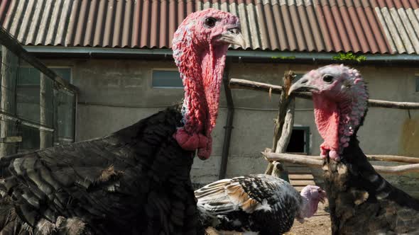 Turkey On A Farm