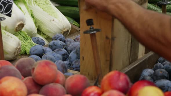 Close-up of Grocery Worker Is Pours Plums From Wooden Box on Store Shelves.