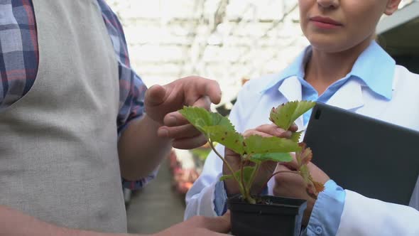 Farmer Holding Plant Pot Talking to Female Scientist, Greenhouse Conditions