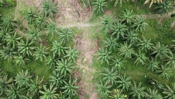 Clear oil palm plantation for other cultivation alt