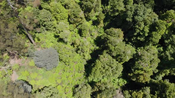 Aerial birds eye view shot of the forest floor in the strzelecki ranges Australia. alt