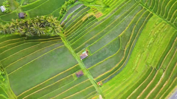 Jatiluwih Tabanan Bali Aerial View