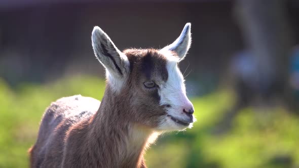 Baby goat. Slow motion alt