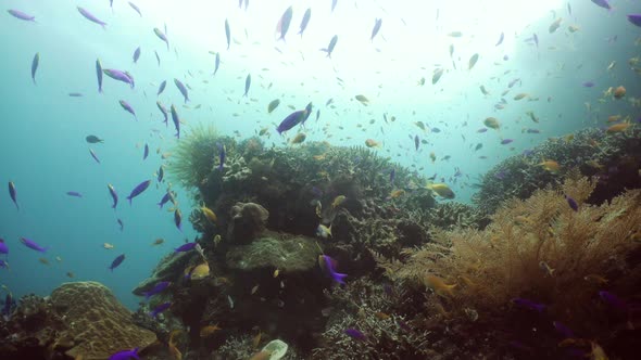 Coral Reef and Tropical Fish alt