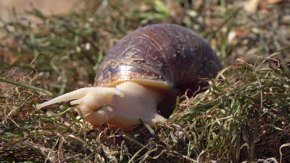 African Giant Snail Achatina on Grass alt