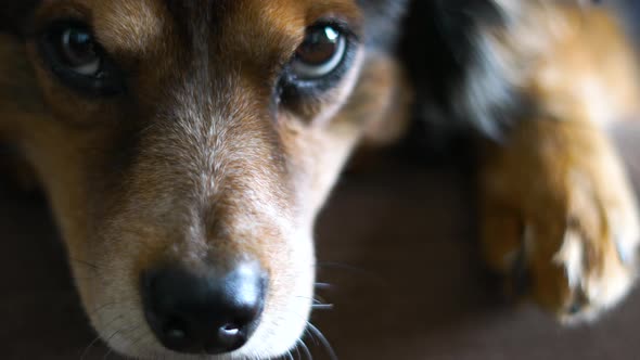 Close up shot of a dog looking into the camera while resting on a brown couch alt