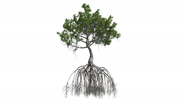 Growing Mangrove Tree alt