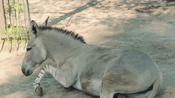 Somali Donkey Rolling Over and Fluttering Its Ears