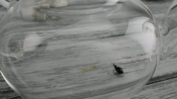 Sprinkle Fruit Tea with Slices of Dry Oranges and Apples Into the Teapot alt