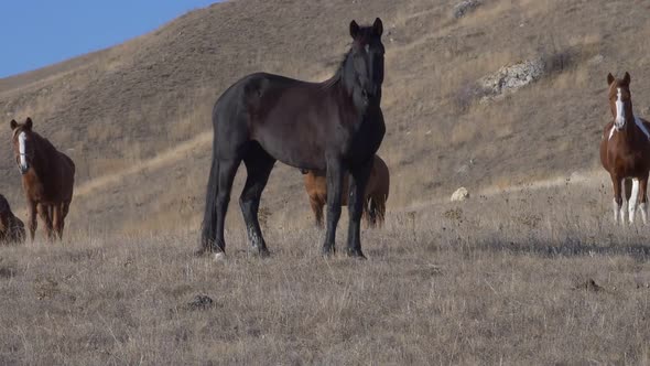 Horse on Pasture with Dry Grass on a Sunny Day